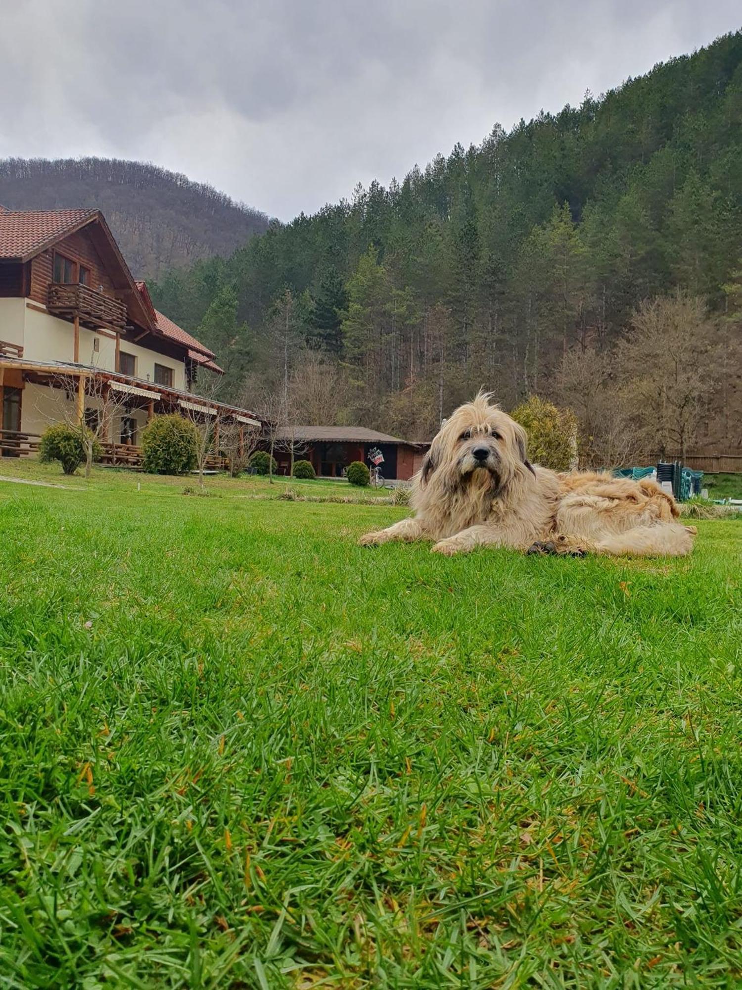 Hotel Pensiunea Casiana Ciulpăz Exterior foto